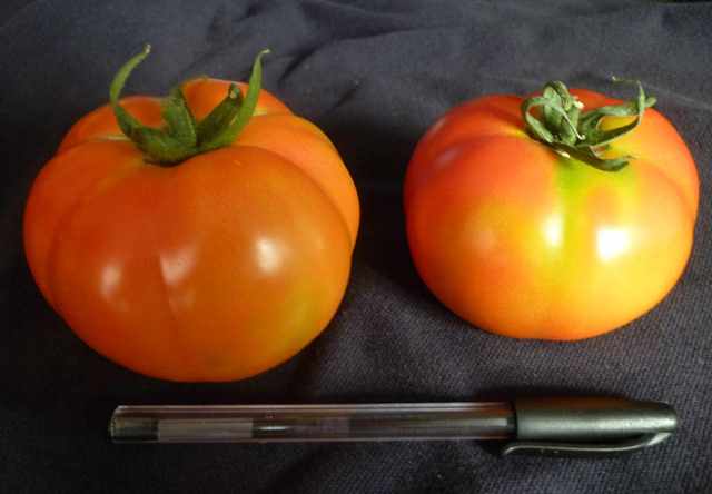 Indeterminate Round tomato 85-379 p1